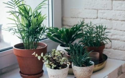 How to care for houseplants during the winter | TreeHugger