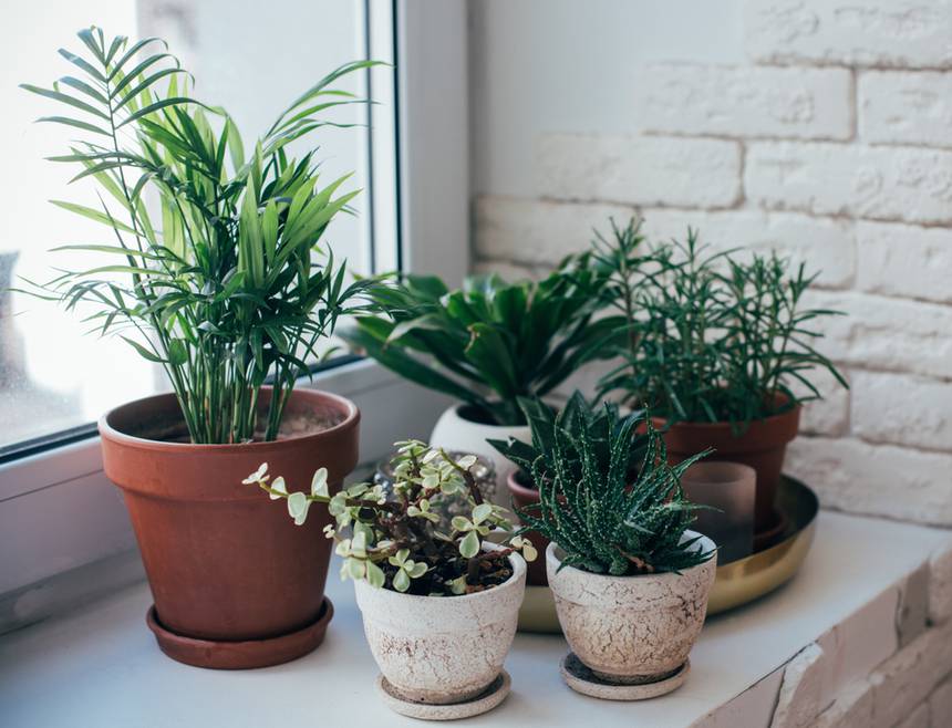 houseplants in winter