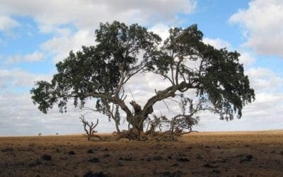 Taking the long view | The world’s 10 oldest living trees | MNN – Mother Nature Network