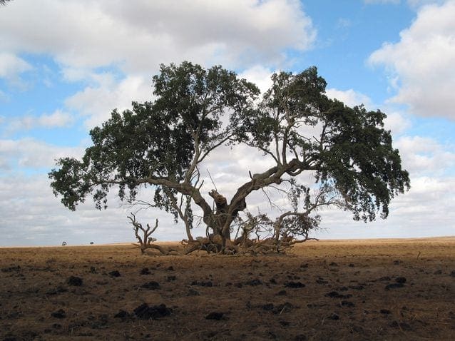 old tree