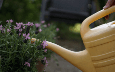 Wilted Plants: How the Garden Uses and Loses Water – Horticulture