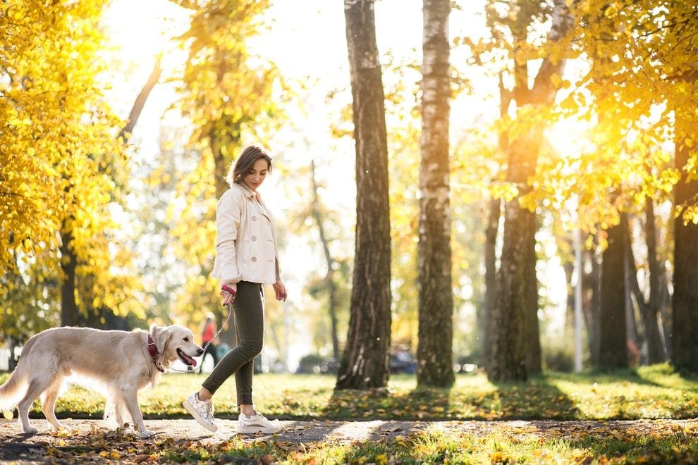 walking dog in trees