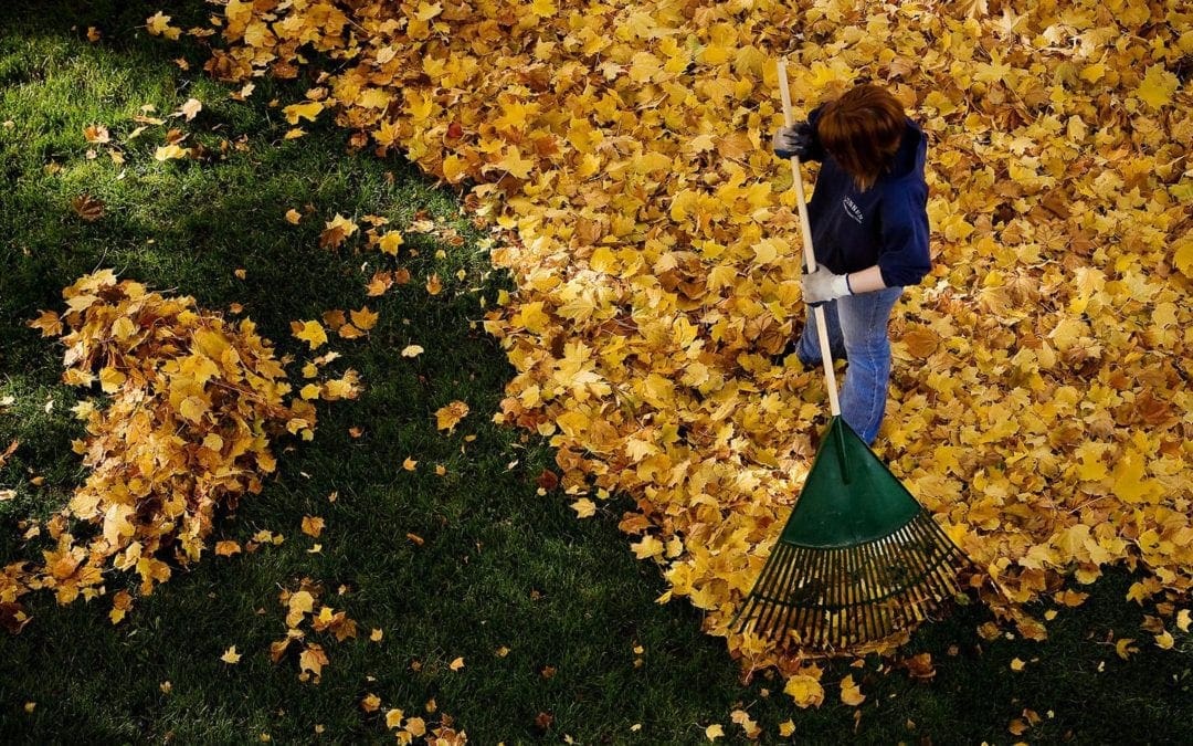 Here’s why you shouldn’t rake the leaves on your lawn – The Boston Globe