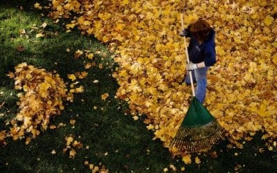 Here’s why you shouldn’t rake the leaves on your lawn – The Boston Globe