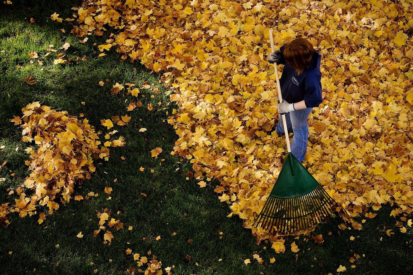 woman raking leaves