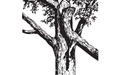 Tree Recovery For Homeowners | The Arbor Day Foundation