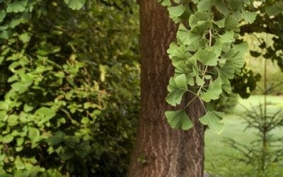 Gingko biloba trees guard a secret fountain of youth | MNN
