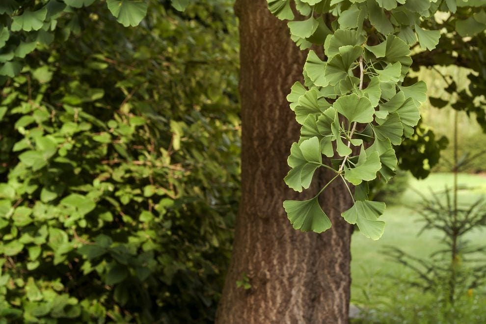 ginkgo biloba tree