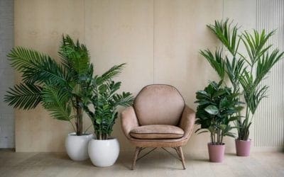 10 houseplant decor ideas for big impact | TreeHugger