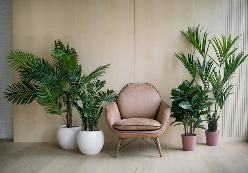 houseplant decor