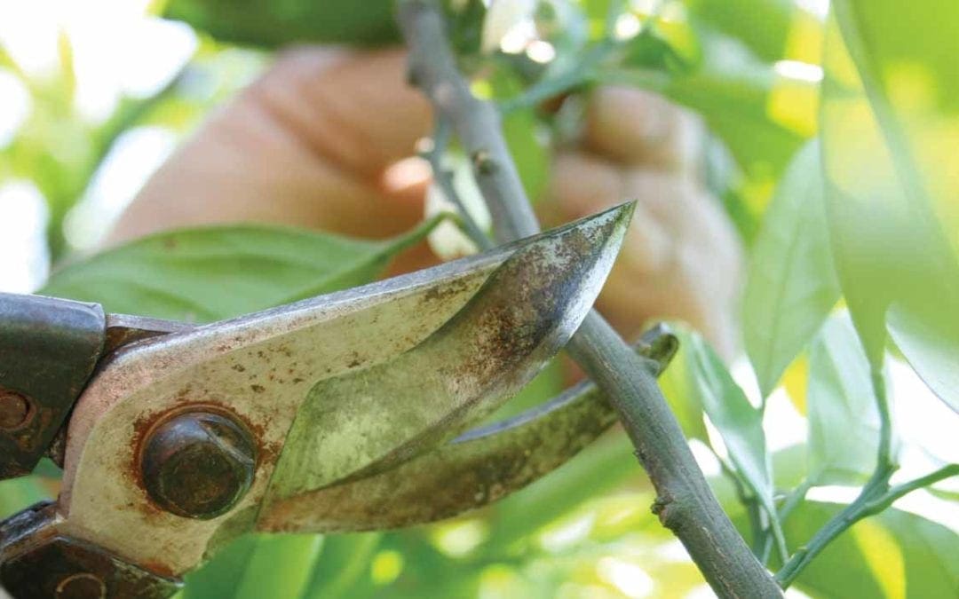 Preparing for Future Storms | The Arbor Day Foundation