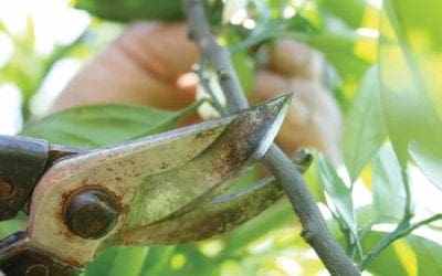 Preparing for Future Storms | The Arbor Day Foundation