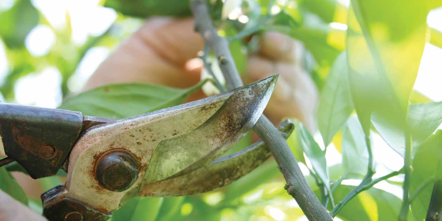 pruning tree branches