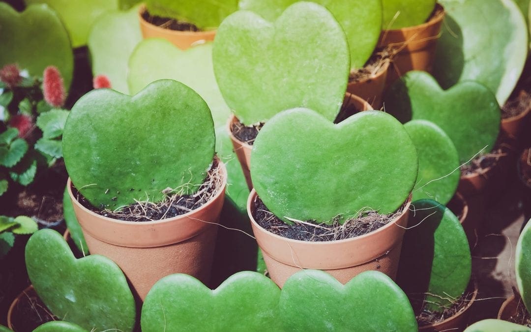5 Romantic Houseplants With Heart-Shape Leaves | Better Homes & Gardens
