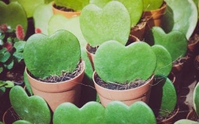 5 Romantic Houseplants With Heart-Shape Leaves | Better Homes & Gardens