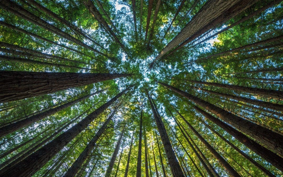 Scientists Say They’ll Plant 1 Billion Trees by 2028 Using Drones Which Plant Pods Filled with ‘Secret’ Ingredients | Newsweek