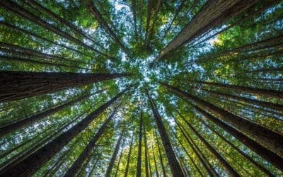 Scientists Say They’ll Plant 1 Billion Trees by 2028 Using Drones Which Plant Pods Filled with ‘Secret’ Ingredients | Newsweek