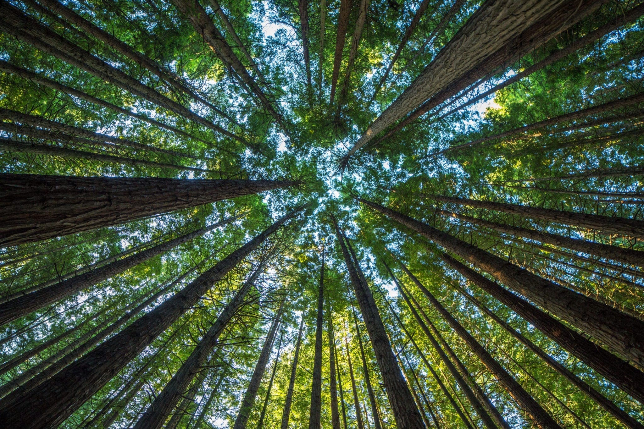 looking up at trees in the forest