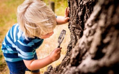 All Trees Matter | Love Your Landscape