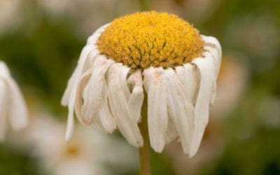 Plant Misery? Rescue Guide for Plant and Flower Help | Love Your Landscape