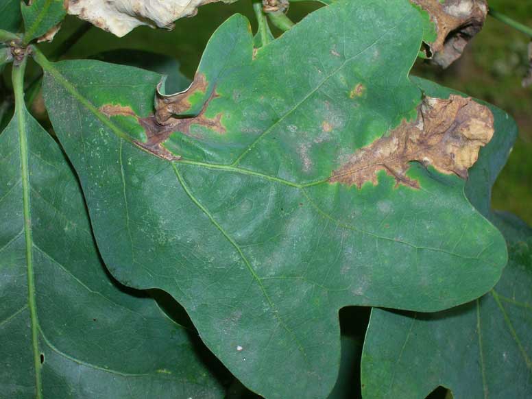 damaged tree leaves