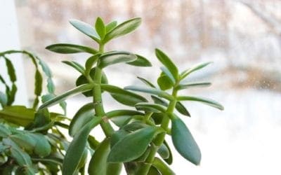 How to get your houseplants through the winter | TreeHugger