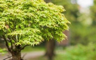 10 great trees for small yards | TreeHugger