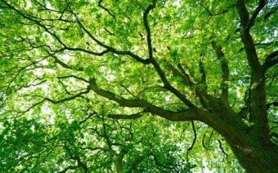 4 Things to Consider When Choosing Your Next Backyard Tree | Love Your Landscape