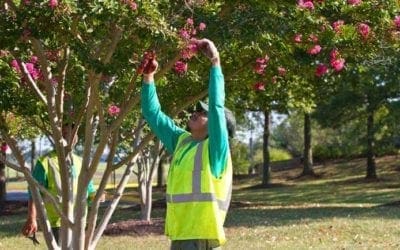 Pruning Through the Life of a Tree | Love Your Landscape