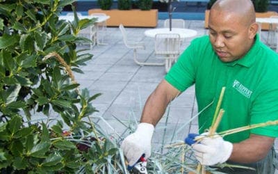 When to Prune Your Shrubs | Love Your Plants