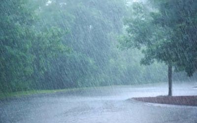 Scientists Discover That Plants “Panic” When It Rains | Turf Magazine