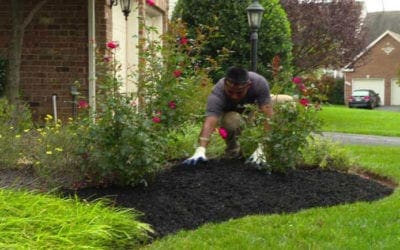 Mulching Tips from the Pros | Love Your Landscape