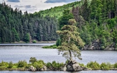 The five: trees of the year | Environment | The Guardian