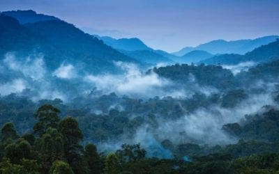 Tolkien was right: giant trees have towering role in protecting forests | Environment | The Guardian