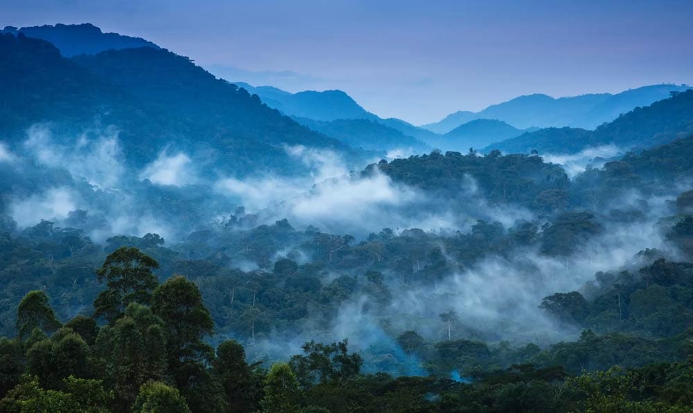 The primeval Bwindi Impenetrable Forest a World Heritage Site in Uganda