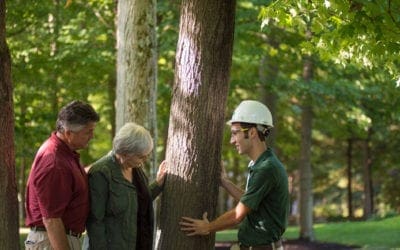 Pest ID: Common Insects that Threaten Tree Health | Love Your Landscape