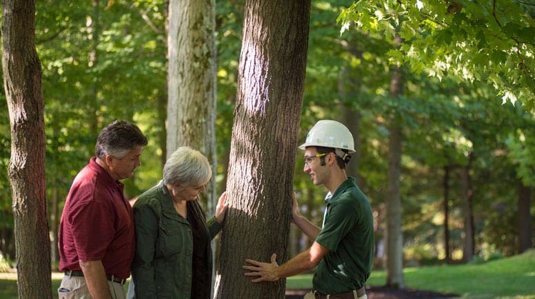 arborist and clients inspecting tree