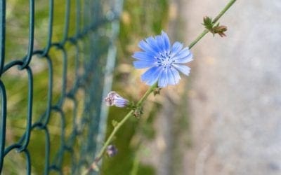 How to become a backyard naturalist right now | MNN – Mother Nature Network
