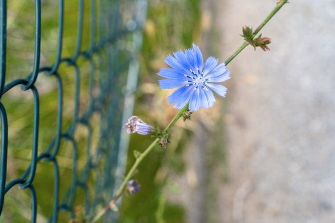 Wildflowers like chicory can be found along sidewalks and roadsides and in woods. 