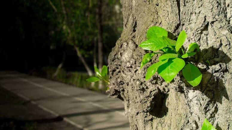 green tree shoots