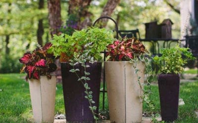 When to Plant Vegetables | Better Homes & Gardens