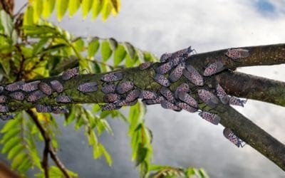 Researchers turn to ‘sentinel trees’ to warn of destructive pests | MNN – Mother Nature Network