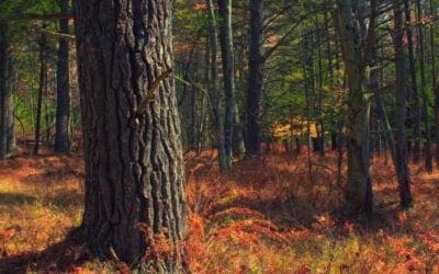 The Oldest Trees In The World Are Found In New Hampshire | Only In Your State