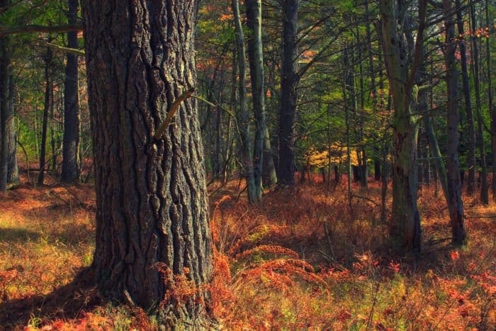 trees