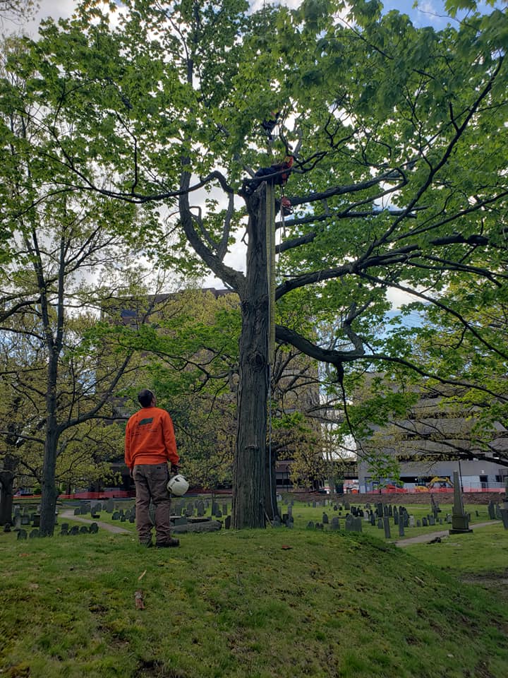 Bogan Tree Service working
in Quincy's Hancock Cemetery