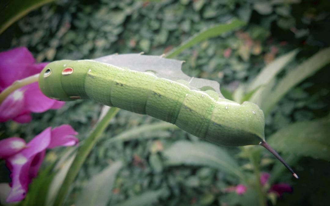 5 Common Pests that Like to Call Your Lawn Home | Love Your Landscape