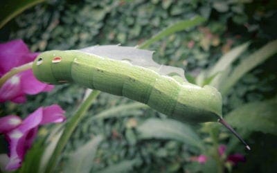 5 Common Pests that Like to Call Your Lawn Home | Love Your Landscape