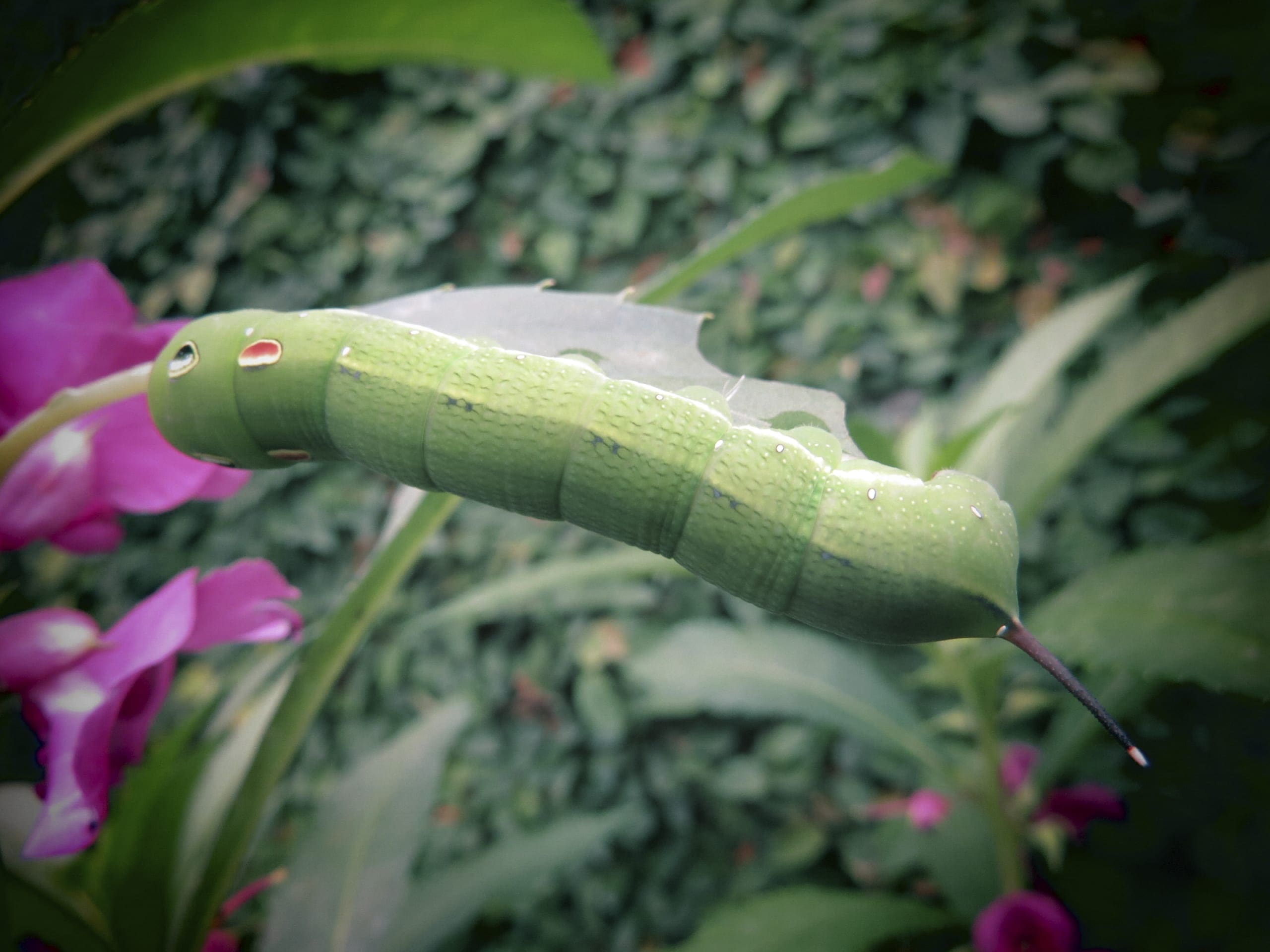 beet army worm