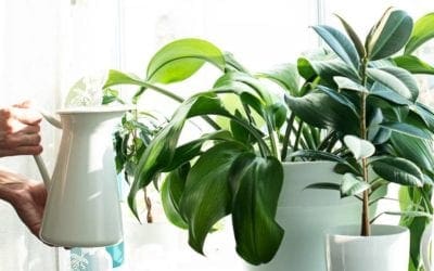 You Won’t Believe These 5 Houseplants Are Fake (and Better for Decorating) | Bob Vila