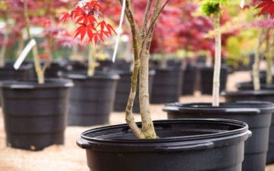 Selecting the Right Tree for Your Landscape Project | Love Your Landscape